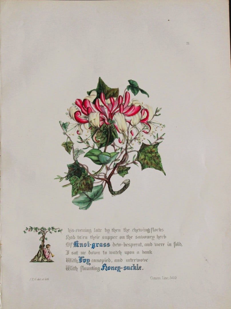 Jane E Giraud - Hand coloured print from Flowers of Milton 1846: This original hand coloured print of is from The Flowers of Milton by Jane Elizabeth Giraud, Published privately, Faversham, 1846. This print is beautifully illustrated and is accompanied with the ill