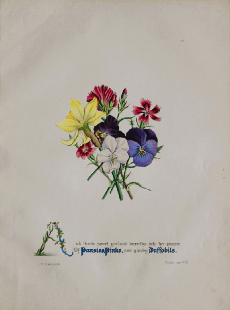 Jane E Giraud - Hand coloured print from Flowers of Milton 1846: This original hand coloured print of is from The Flowers of Milton by Jane Elizabeth Giraud, Published privately, Faversham, 1846. This print is beautifully illustrated and is accompanied with the ill