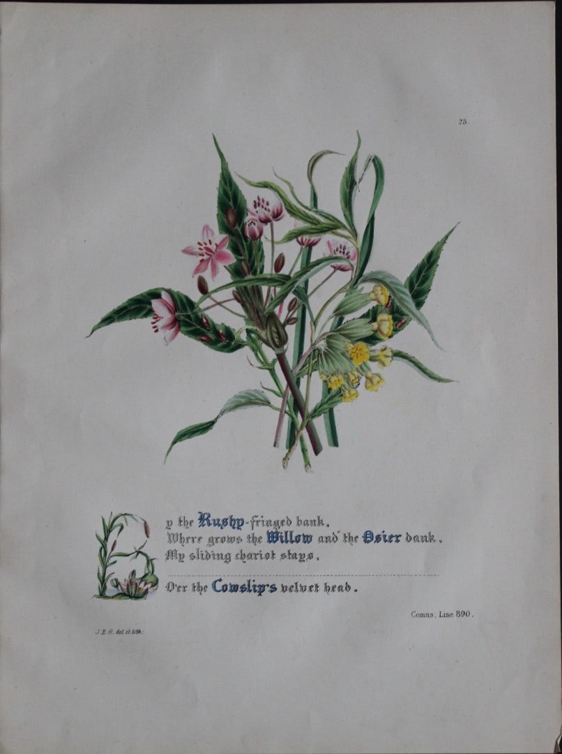Jane E Giraud - Hand coloured print from Flowers of Milton 1846: This original hand coloured print of is from The Flowers of Milton by Jane Elizabeth Giraud, Published privately, Faversham, 1846. This print is beautifully illustrated and is accompanied with the ill