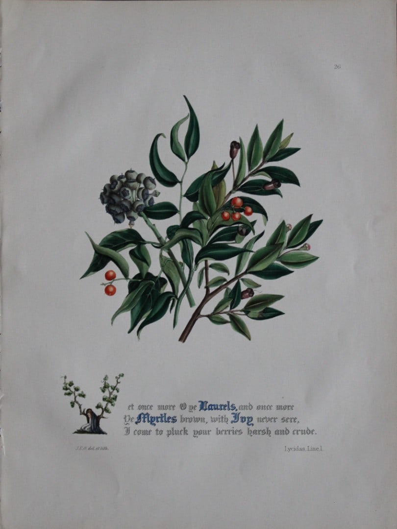 Jane E Giraud - Hand coloured print from Flowers of Milton 1846: This original hand coloured print of is from The Flowers of Milton by Jane Elizabeth Giraud, Published privately, Faversham, 1846. This print is beautifully illustrated and is accompanied with the ill