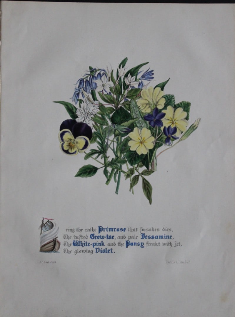 Jane E Giraud - Hand coloured print from Flowers of Milton 1846: This original hand coloured print of is from The Flowers of Milton by Jane Elizabeth Giraud, Published privately, Faversham, 1846. This print is beautifully illustrated and is accompanied with the ill