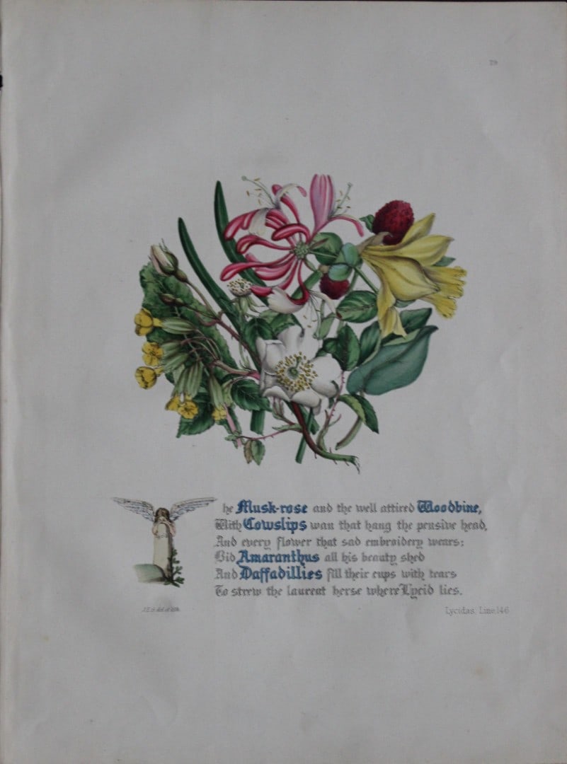 Jane E Giraud - Hand coloured print from Flowers of Milton 1846: This original hand coloured print of is from The Flowers of Milton by Jane Elizabeth Giraud, Published privately, Faversham, 1846. This print is beautifully illustrated and is accompanied with the ill