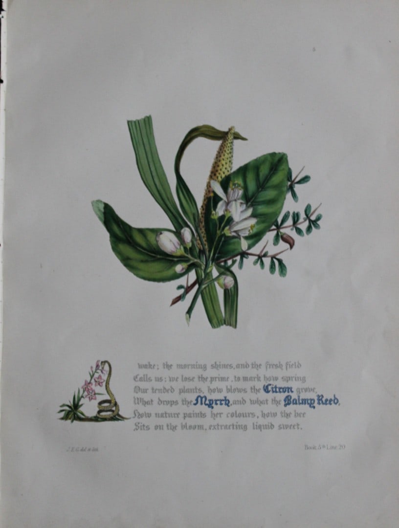 Jane E Giraud - Hand coloured print from Flowers of Milton 1846: This original hand coloured print of is from The Flowers of Milton by Jane Elizabeth Giraud, Published privately, Faversham, 1846. This print is beautifully illustrated and is accompanied with the ill