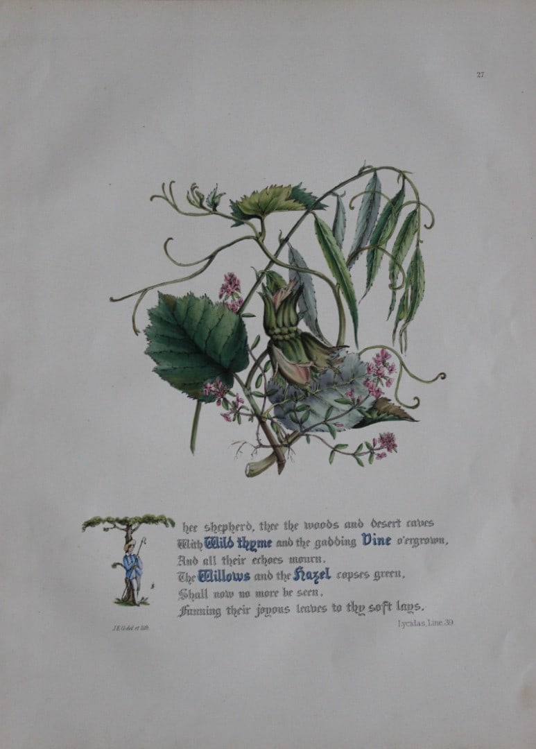 Jane E Giraud - Hand coloured print from Flowers of Milton 1846: This original hand coloured print of is from The Flowers of Milton by Jane Elizabeth Giraud, Published privately, Faversham, 1846. This print is beautifully illustrated and is accompanied with the ill