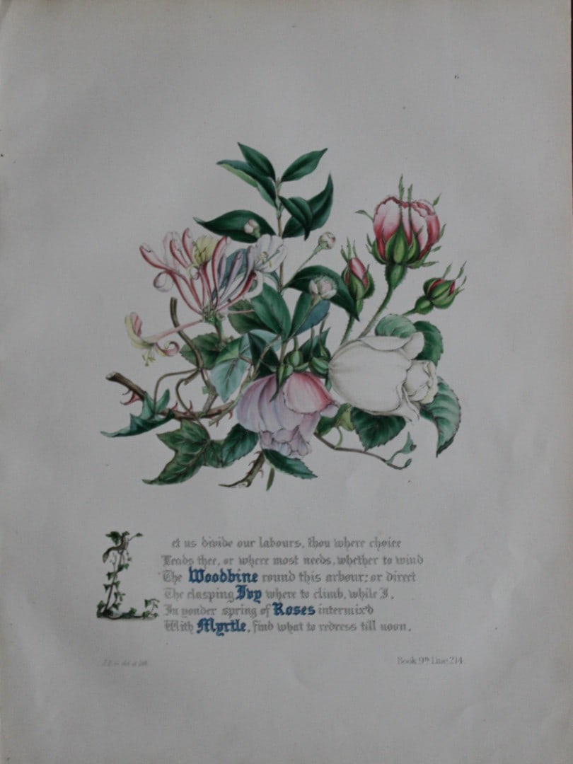 Jane E Giraud - Hand coloured print from Flowers of Milton 1846: This original hand coloured print of is from The Flowers of Milton by Jane Elizabeth Giraud, Published privately, Faversham, 1846. This print is beautifully illustrated and is accompanied with the ill