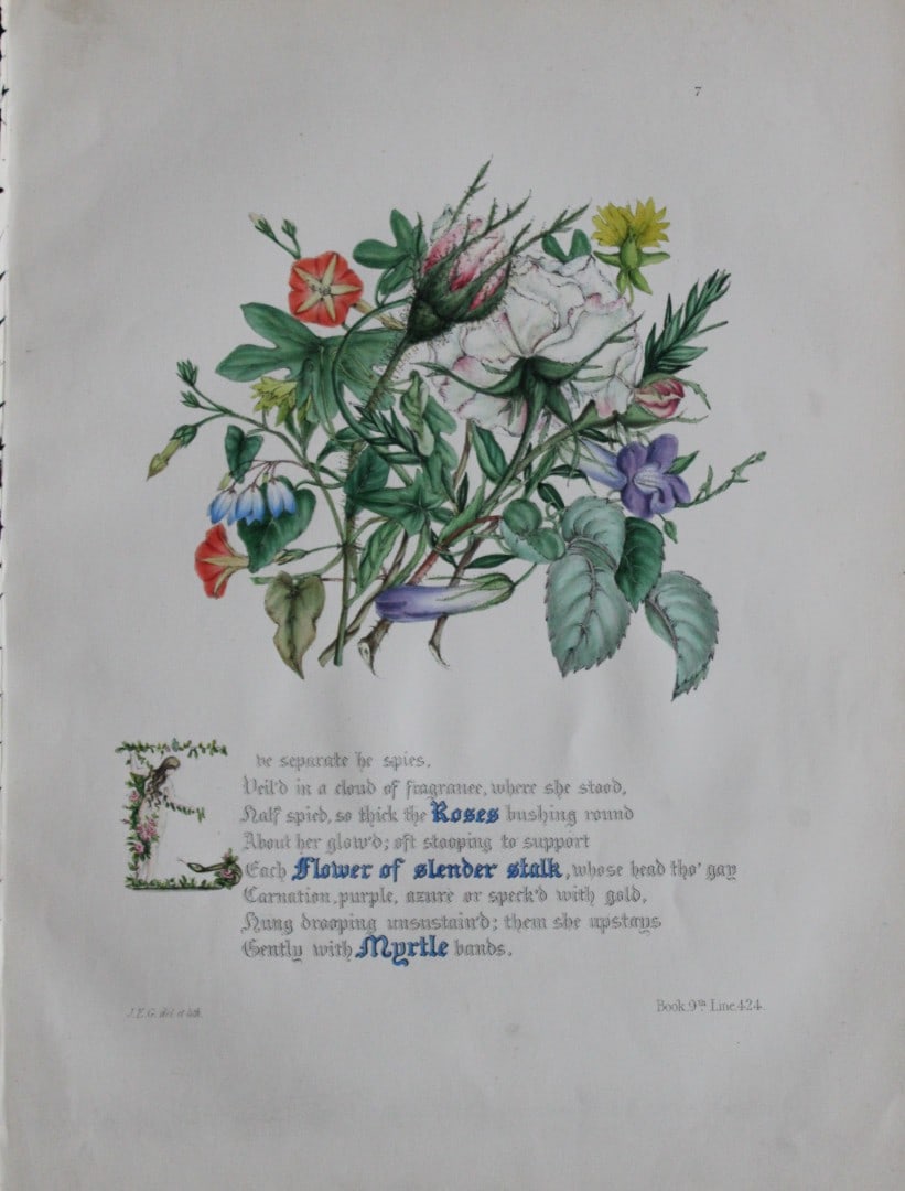 Jane E Giraud - Hand coloured print from Flowers of Milton 1846: This original hand coloured print of is from The Flowers of Milton by Jane Elizabeth Giraud, Published privately, Faversham, 1846. This print is beautifully illustrated and is accompanied with the ill