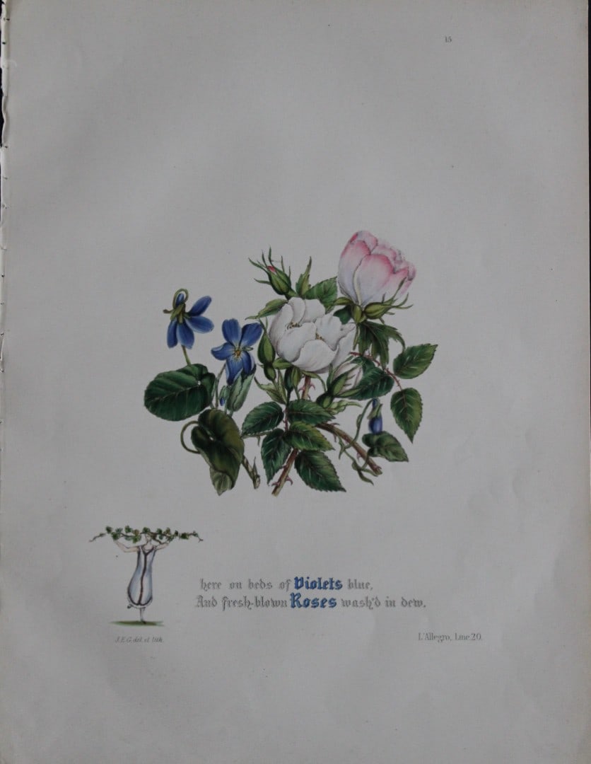 Jane E Giraud - Hand coloured print from Flowers of Milton 1846: This original hand coloured print of is from The Flowers of Milton by Jane Elizabeth Giraud, Published privately, Faversham, 1846. This print is beautifully illustrated and is accompanied with the ill