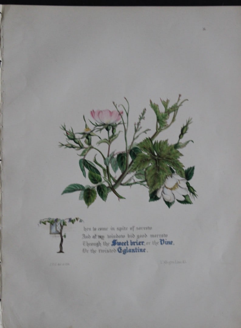 Jane E Giraud - Hand coloured print from Flowers of Milton 1846: This original hand coloured print of is from The Flowers of Milton by Jane Elizabeth Giraud, Published privately, Faversham, 1846. This print is beautifully illustrated and is accompanied with the ill