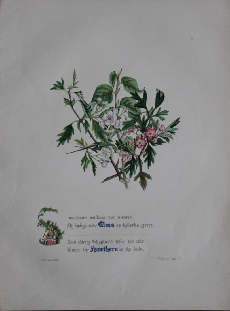 Jane E Giraud - Hand coloured print from Flowers of Milton 1846: This original hand coloured print of is from The Flowers of Milton by Jane Elizabeth Giraud, Published privately, Faversham, 1846. This print is beautifully illustrated and is accompanied with the ill