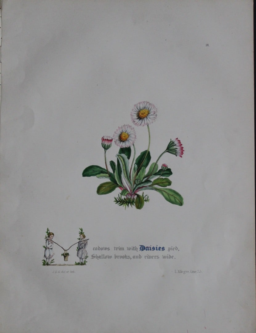 Jane E Giraud - Hand coloured print from Flowers of Milton 1846: This original hand coloured print of is from The Flowers of Milton by Jane Elizabeth Giraud, Published privately, Faversham, 1846. This print is beautifully illustrated and is accompanied with the ill