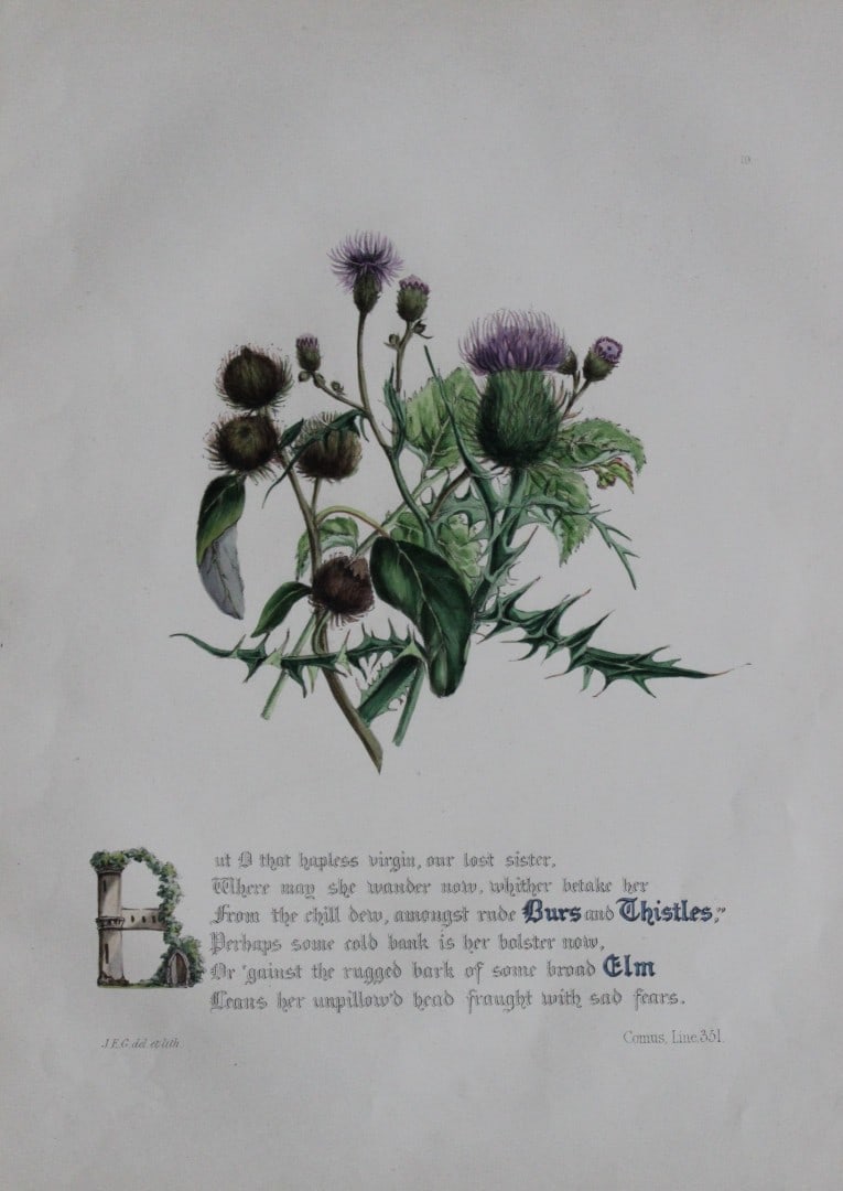 Jane E Giraud - Hand coloured print from Flowers of Milton 1846: This original hand coloured print of is from The Flowers of Milton by Jane Elizabeth Giraud, Published privately, Faversham, 1846. This print is beautifully illustrated and is accompanied with the ill