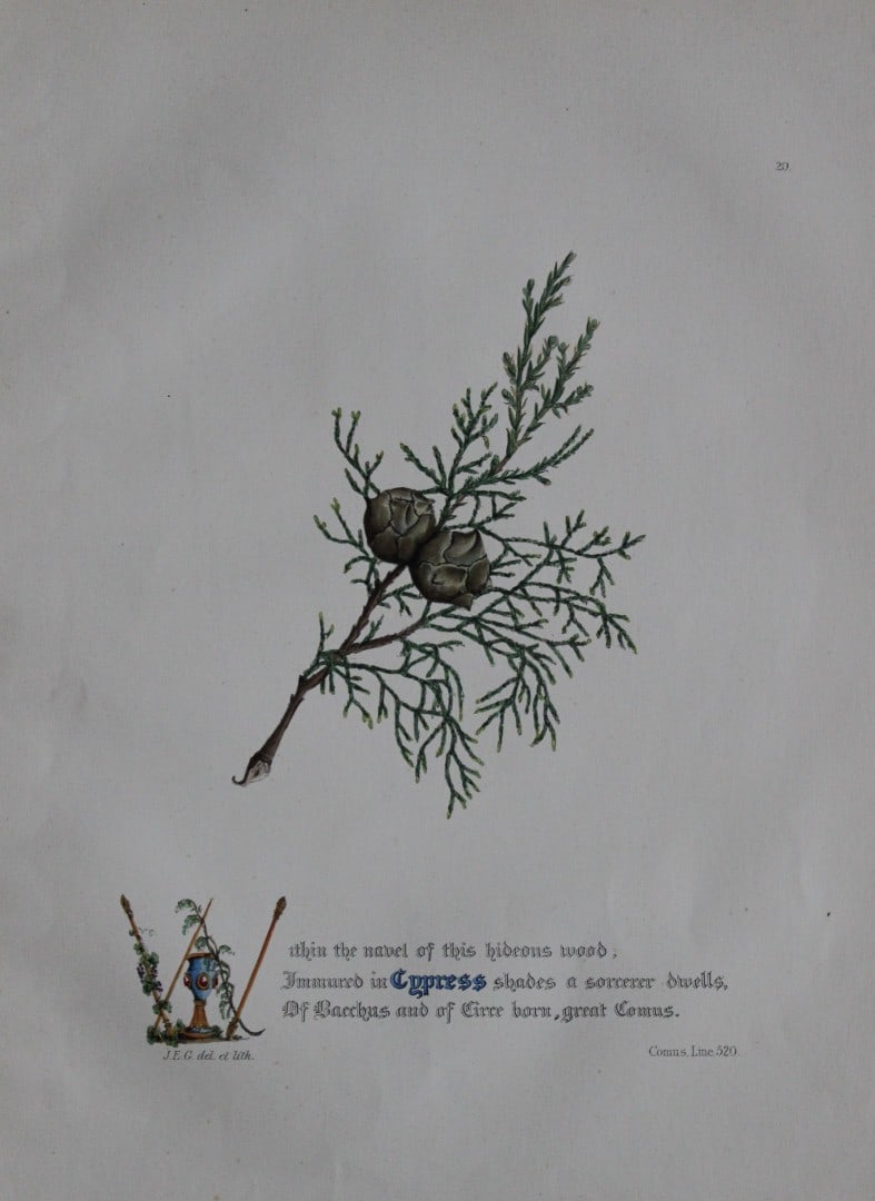 Jane E Giraud - Hand coloured print from Flowers of Milton 1846: This original hand coloured print of is from The Flowers of Milton by Jane Elizabeth Giraud, Published privately, Faversham, 1846. This print is beautifully illustrated and is accompanied with the ill