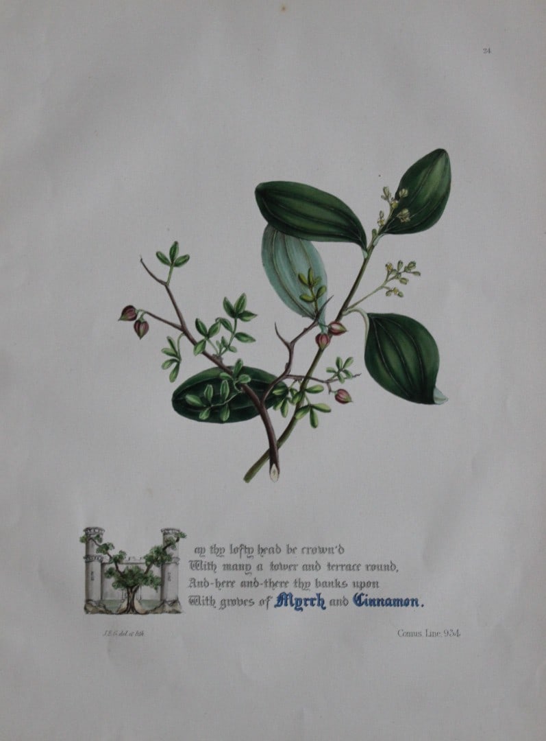 Jane E Giraud - Hand coloured print from Flowers of Milton 1846: This original hand coloured print of is from The Flowers of Milton by Jane Elizabeth Giraud, Published privately, Faversham, 1846. This print is beautifully illustrated and is accompanied with the ill