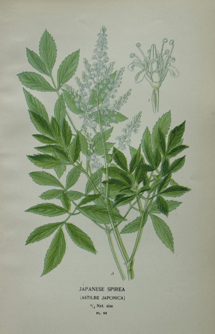 Edward Step - Chromolithograph of flowers 1896: This chromolithographic print is from Favourite Flowers of Garden and Greenhouse by Edward Step FLS and William Watson FRHS. It was published in London by Frederick Warne and Co. 1896Below each print