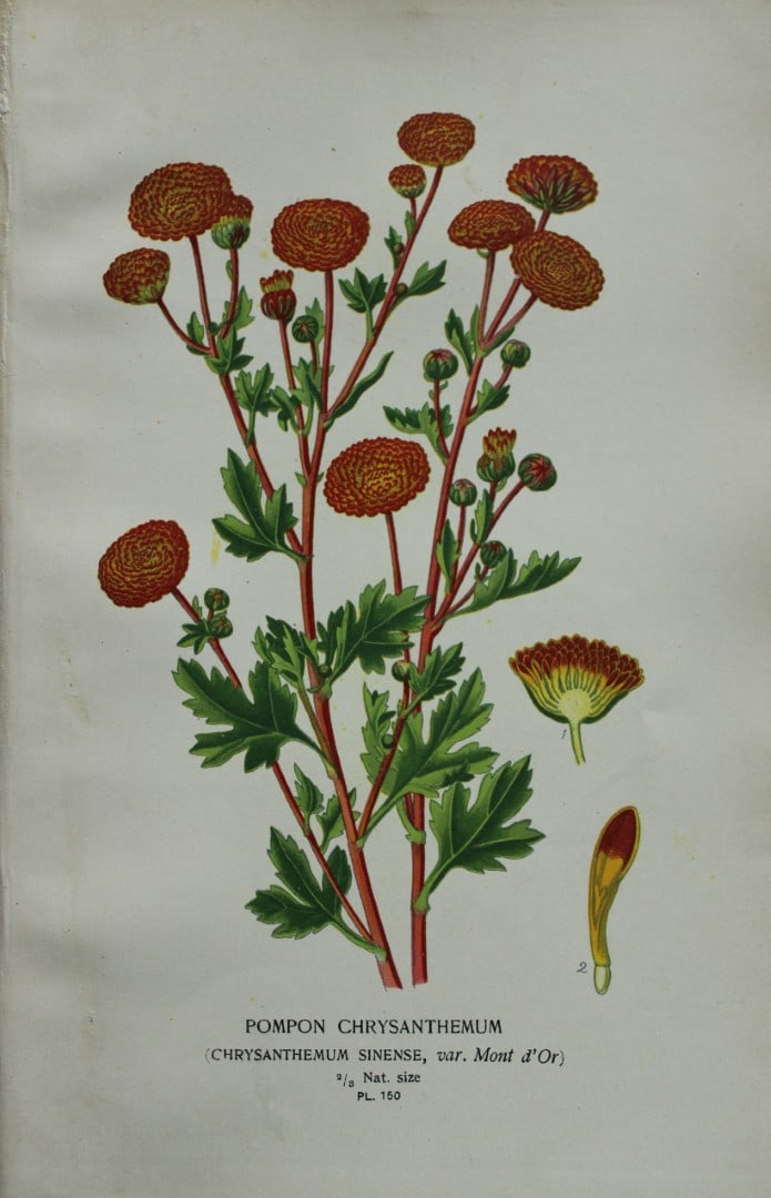 Edward Step - Chromolithograph of flowers 1896: This chromolithographic print is from Favourite Flowers of Garden and Greenhouse by Edward Step FLS and William Watson FRHS. It was published in London by Frederick Warne and Co. 1896Below each print