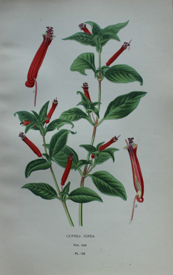 Edward Step - Chromolithograph of flowers 1896: This chromolithographic print is from Favourite Flowers of Garden and Greenhouse by Edward Step FLS and William Watson FRHS. It was published in London by Frederick Warne and Co. 1896Below each print