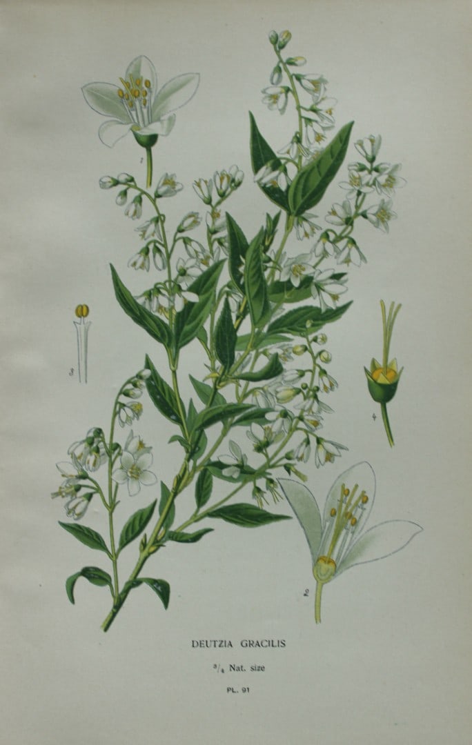 Edward Step - Chromolithograph of flowers 1896 (1 of 1)