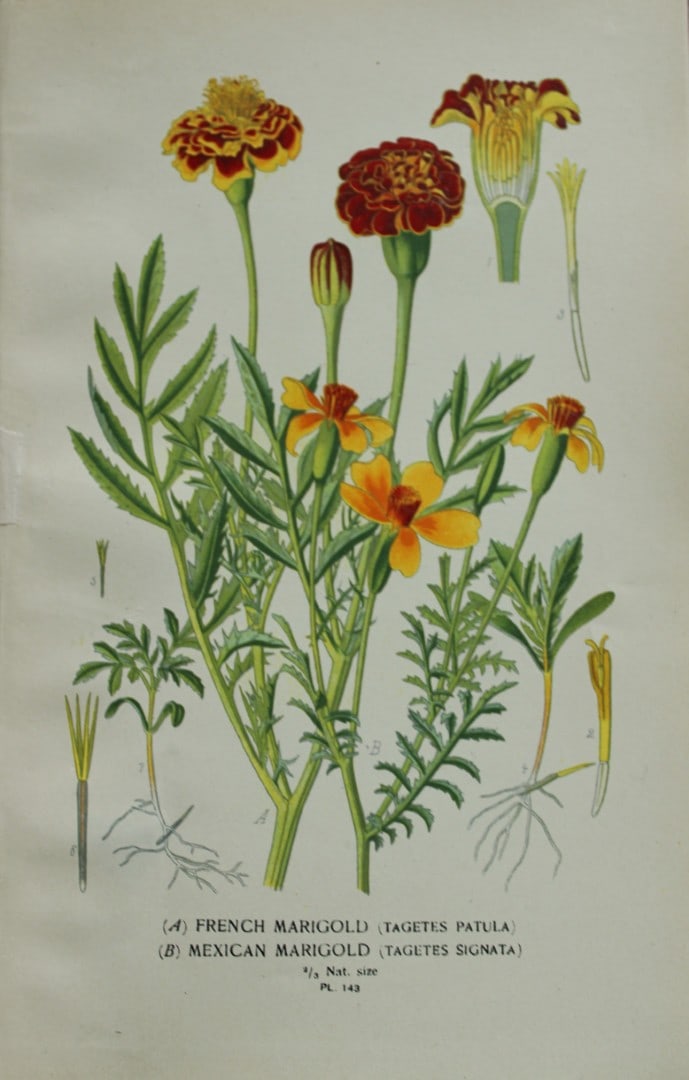 Edward Step - Chromolithograph of flowers 1896 (1 of 1)