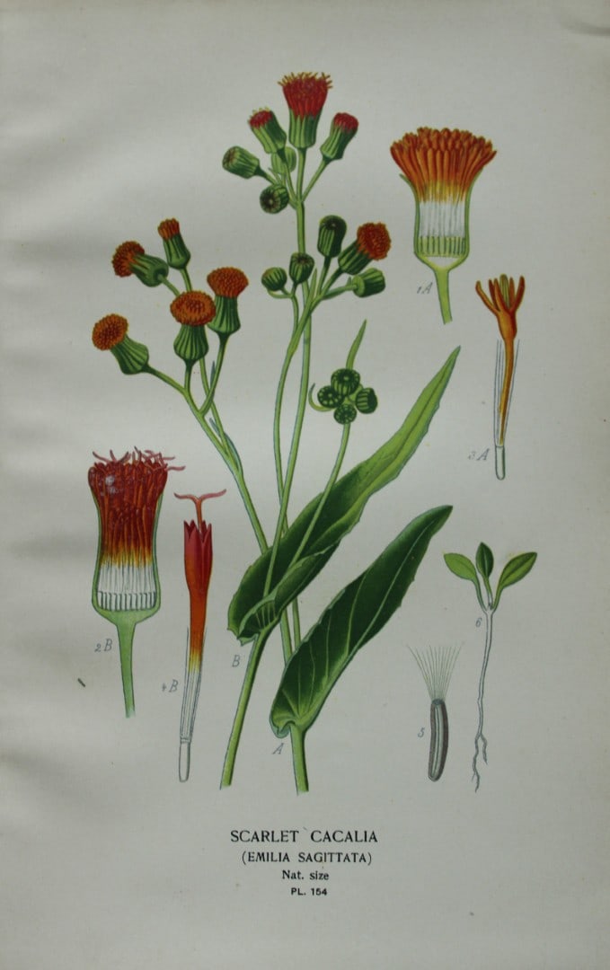 Edward Step - Chromolithograph of flowers 1896: This chromolithographic print is from Favourite Flowers of Garden and Greenhouse by Edward Step FLS and William Watson FRHS. It was published in London by Frederick Warne and Co. 1896Below each print