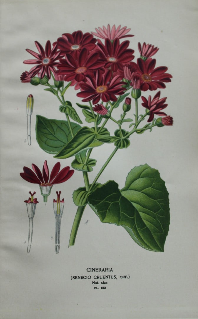 Edward Step - Chromolithograph of flowers 1896: This chromolithographic print is from Favourite Flowers of Garden and Greenhouse by Edward Step FLS and William Watson FRHS. It was published in London by Frederick Warne and Co. 1896Below each print
