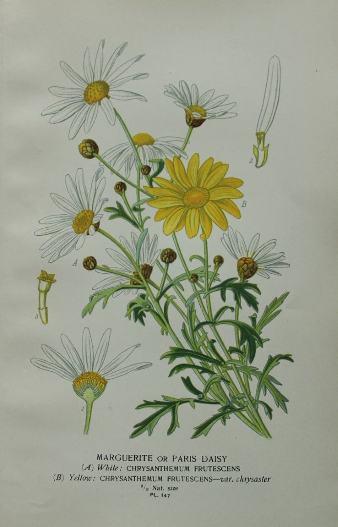 Edward Step - Chromolithograph of flowers 1896 (1 of 1)