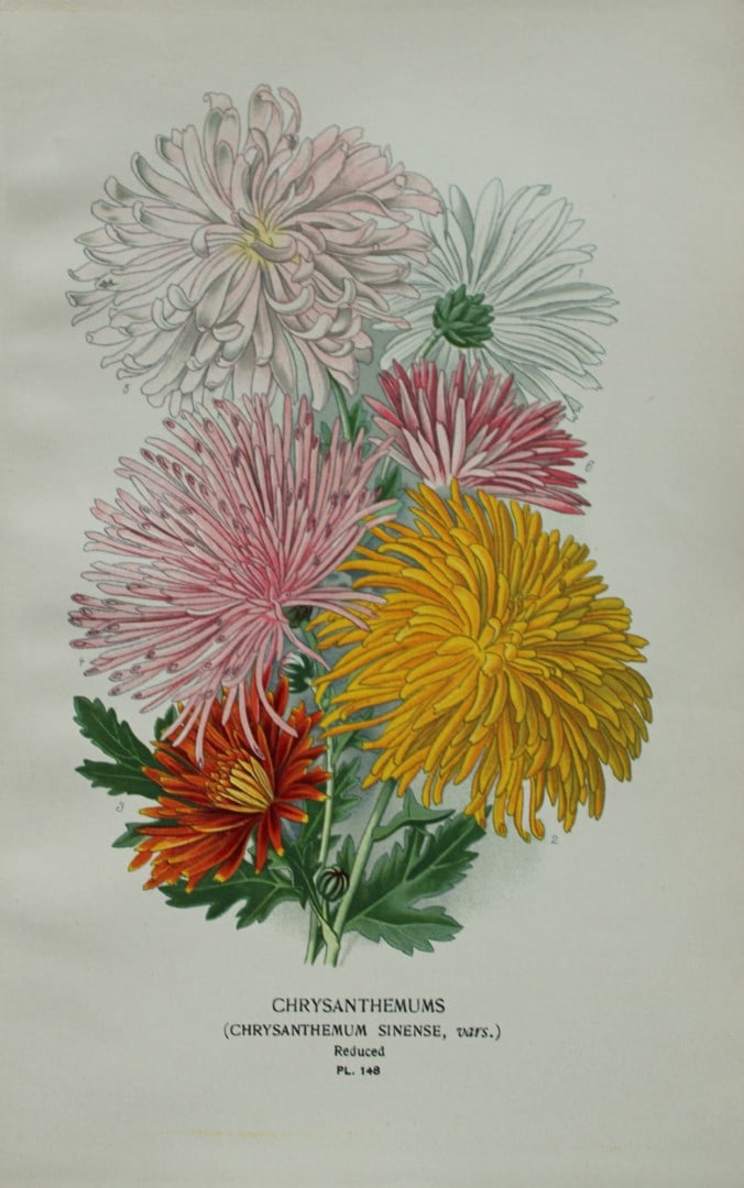 Edward Step - Chromolithograph of flowers 1896: This chromolithographic print is from Favourite Flowers of Garden and Greenhouse by Edward Step FLS and William Watson FRHS. It was published in London by Frederick Warne and Co. 1896Below each print