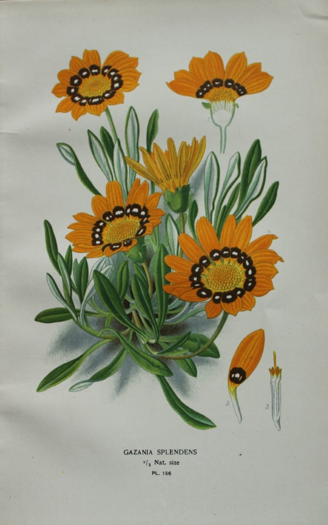 Edward Step - Chromolithograph of flowers 1896 (1 of 1)