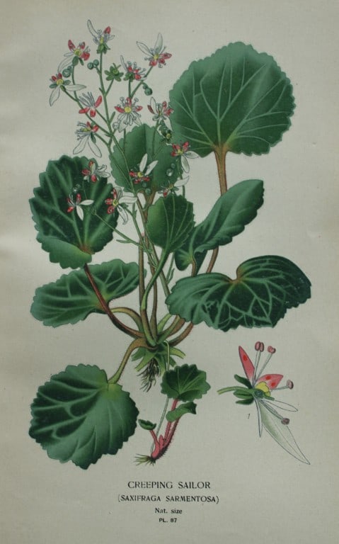 Edward Step - Chromolithograph of flowers 1896: This chromolithographic print is from Favourite Flowers of Garden and Greenhouse by Edward Step FLS and William Watson FRHS. It was published in London by Frederick Warne and Co. 1896Below each print