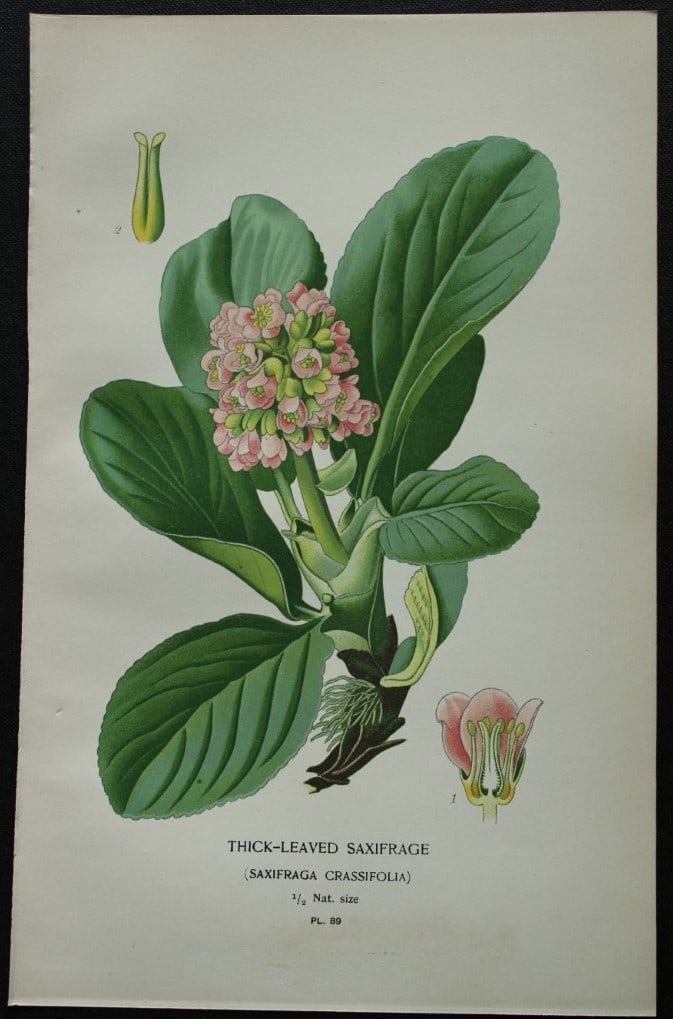 Edward Step - Chromolithograph of flowers 1896: This chromolithographic print is from Favourite Flowers of Garden and Greenhouse by Edward Step FLS and William Watson FRHS. It was published in London by Frederick Warne and Co. 1896Below each print