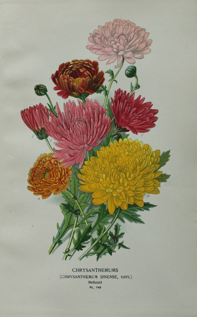 Edward Step - Chromolithograph of flowers 1896 (1 of 1)