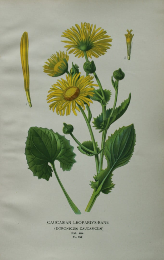 Edward Step - Chromolithograph of flowers 1896: This chromolithographic print is from Favourite Flowers of Garden and Greenhouse by Edward Step FLS and William Watson FRHS. It was published in London by Frederick Warne and Co. 1896Below each print