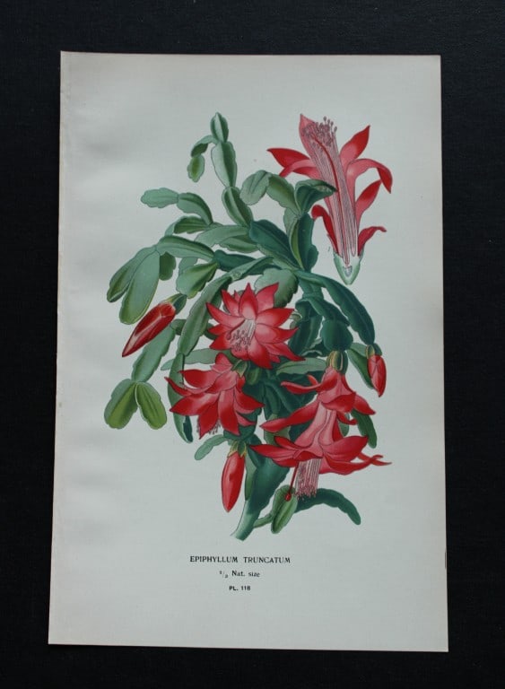 Edward Step - Chromolithograph of flowers 1896: This chromolithographic print is from Favourite Flowers of Garden and Greenhouse by Edward Step FLS and William Watson FRHS. It was published in London by Frederick Warne and Co. 1896Below each print