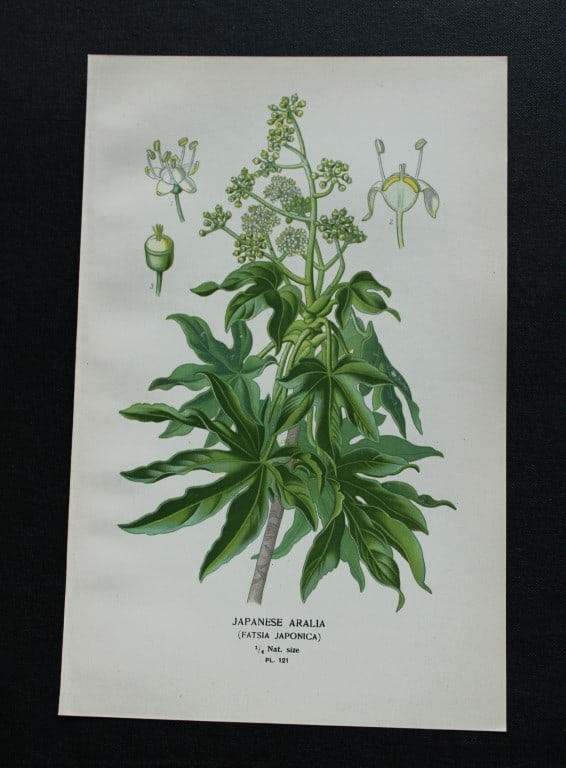 Edward Step - Chromolithograph of flowers 1896: This chromolithographic print is from Favourite Flowers of Garden and Greenhouse by Edward Step FLS and William Watson FRHS. It was published in London by Frederick Warne and Co. 1896Below each print