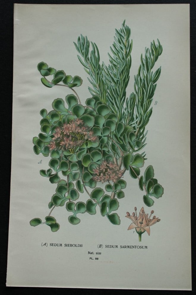 Edward Step - Chromolithograph of flowers 1896: This chromolithographic print is from Favourite Flowers of Garden and Greenhouse by Edward Step FLS and William Watson FRHS. It was published in London by Frederick Warne and Co. 1896Below each print