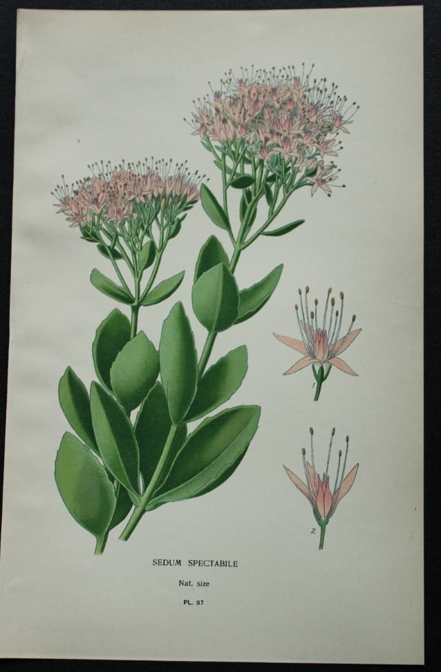 Edward Step - Chromolithograph of flowers 1896: This chromolithographic print is from Favourite Flowers of Garden and Greenhouse by Edward Step FLS and William Watson FRHS. It was published in London by Frederick Warne and Co. 1896Below each print