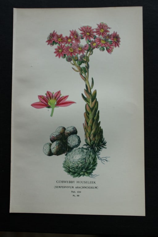 Edward Step - Chromolithograph of flowers 1896: This chromolithographic print is from Favourite Flowers of Garden and Greenhouse by Edward Step FLS and William Watson FRHS. It was published in London by Frederick Warne and Co. 1896Below each print