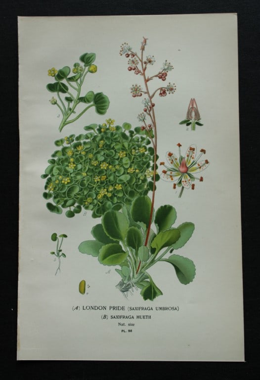 Edward Step - Chromolithograph of flowers 1896: This chromolithographic print is from Favourite Flowers of Garden and Greenhouse by Edward Step FLS and William Watson FRHS. It was published in London by Frederick Warne and Co. 1896Below each print