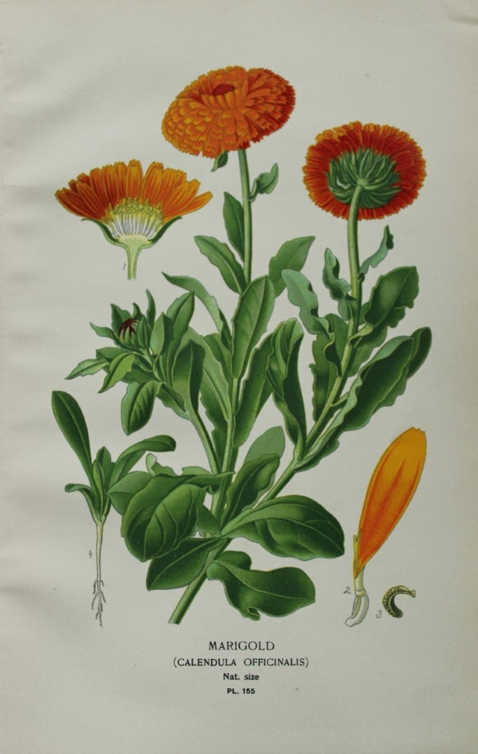 Edward Step - Chromolithograph of flowers 1896: This chromolithographic print is from Favourite Flowers of Garden and Greenhouse by Edward Step FLS and William Watson FRHS. It was published in London by Frederick Warne and Co. 1896Below each print