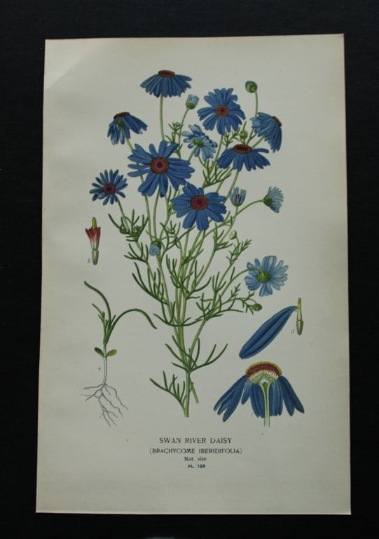 Edward Step - Chromolithograph of flowers 1896: This chromolithographic print is from Favourite Flowers of Garden and Greenhouse by Edward Step FLS and William Watson FRHS. It was published in London by Frederick Warne and Co. 1896Below each print