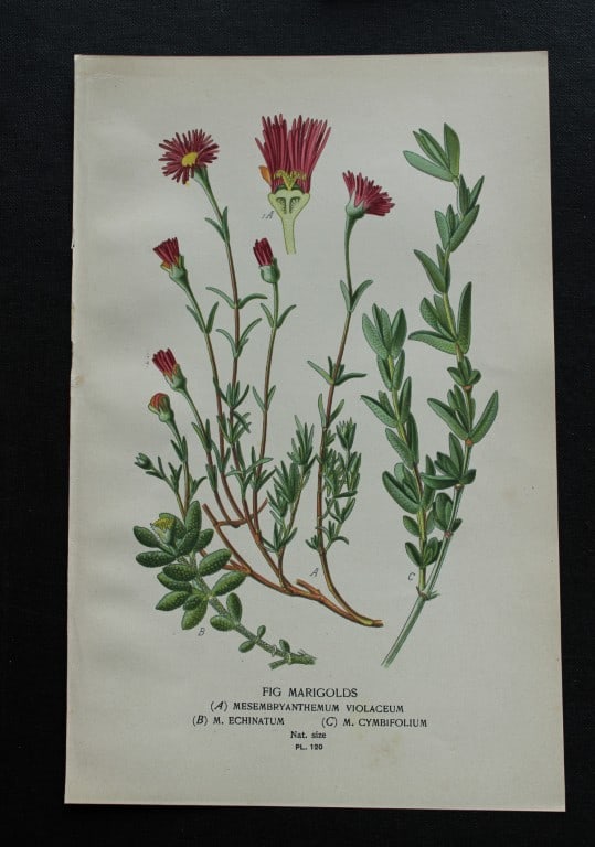 Edward Step - Chromolithograph of flowers 1896: This chromolithographic print is from Favourite Flowers of Garden and Greenhouse by Edward Step FLS and William Watson FRHS. It was published in London by Frederick Warne and Co. 1896Below each print