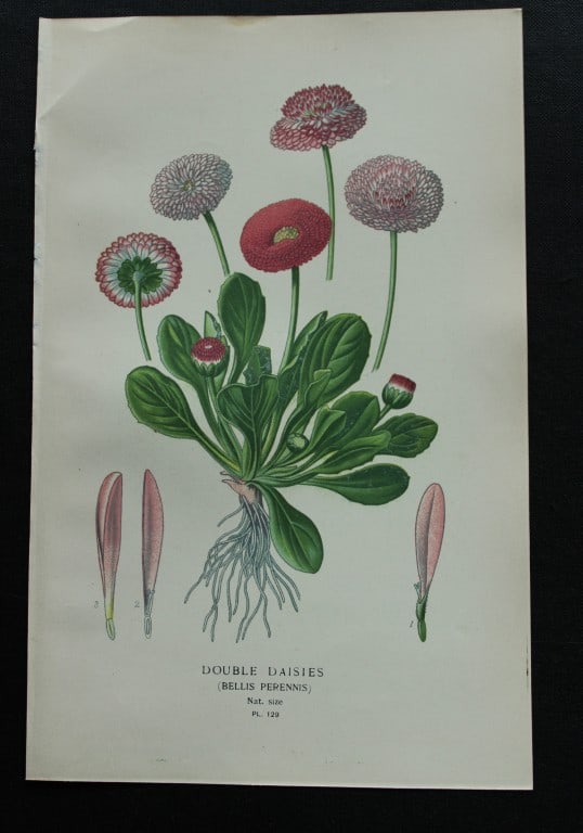 Edward Step - Chromolithograph of flowers 1896: This chromolithographic print is from Favourite Flowers of Garden and Greenhouse by Edward Step FLS and William Watson FRHS. It was published in London by Frederick Warne and Co. 1896Below each print