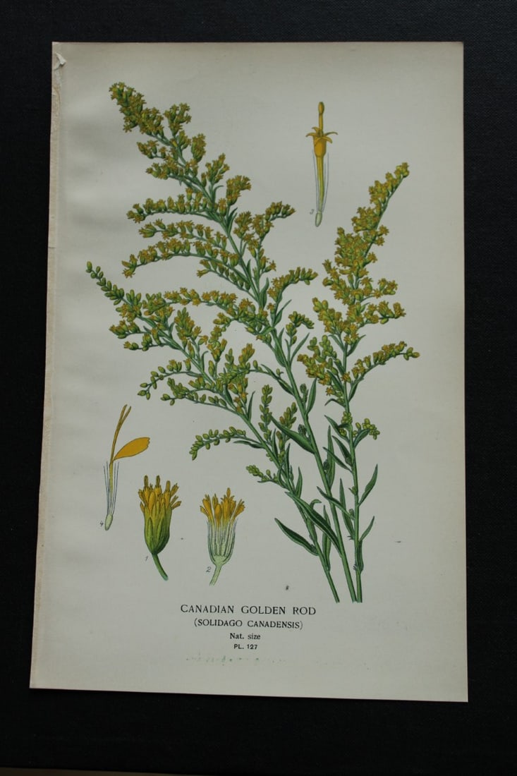 Edward Step - Chromolithograph of flowers 1896: This chromolithographic print is from Favourite Flowers of Garden and Greenhouse by Edward Step FLS and William Watson FRHS. It was published in London by Frederick Warne and Co. 1896Below each print