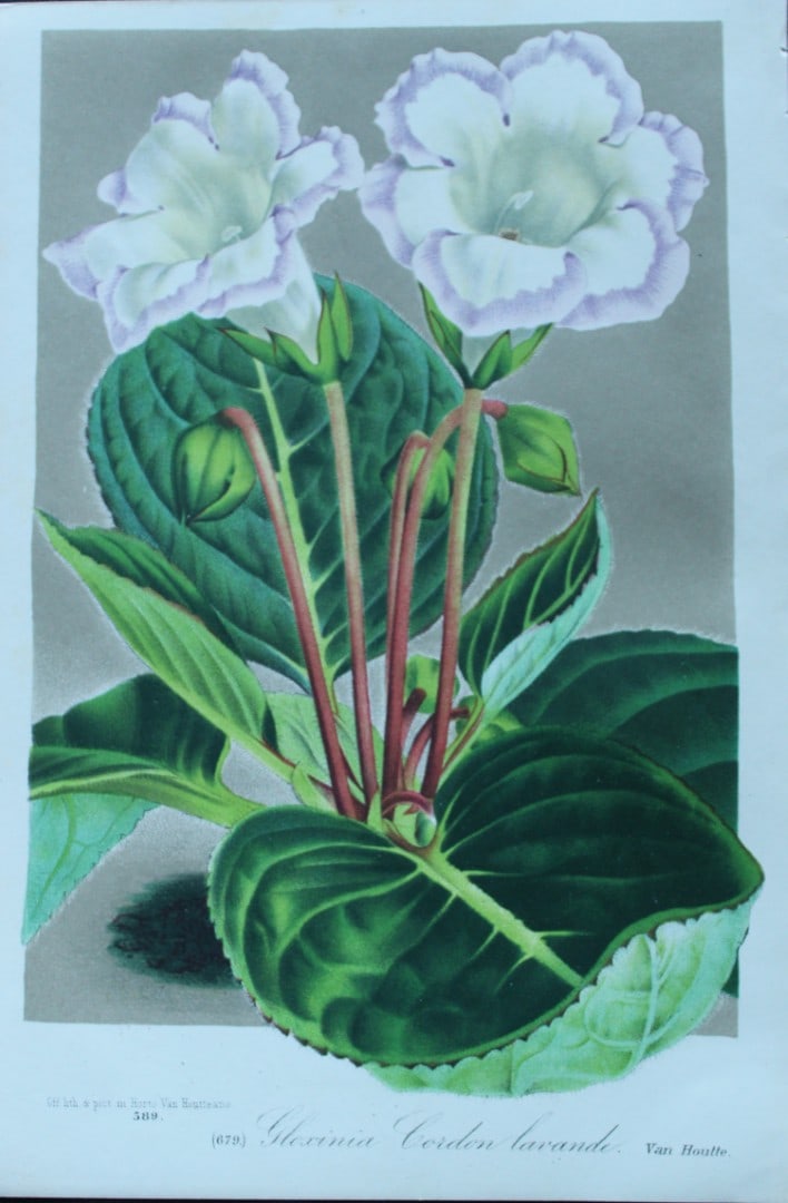Lemaire & van Houtte - Original print from Flore des Serres 1867: This chromolithograph is from Flore de Serres et des Jardins de l'Europe (Flowers of the Greenhouses and Gardens of Europe) by Louis van Houtte and Charles Lemaire, 1867. These superbly illustrated pl