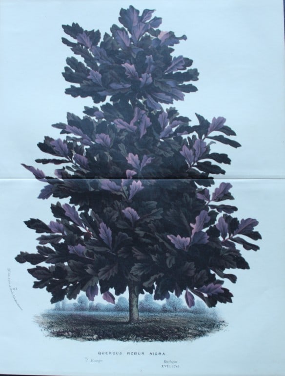 Lemaire & van Houtte - Original print from Flore des Serres 1867: This double page chromolithograph is from Flore de Serres et des Jardins de l'Europe (Flowers of the Greenhouses and Gardens of Europe) by Louis van Houtte and Charles Lemaire, 1867. These superbly il