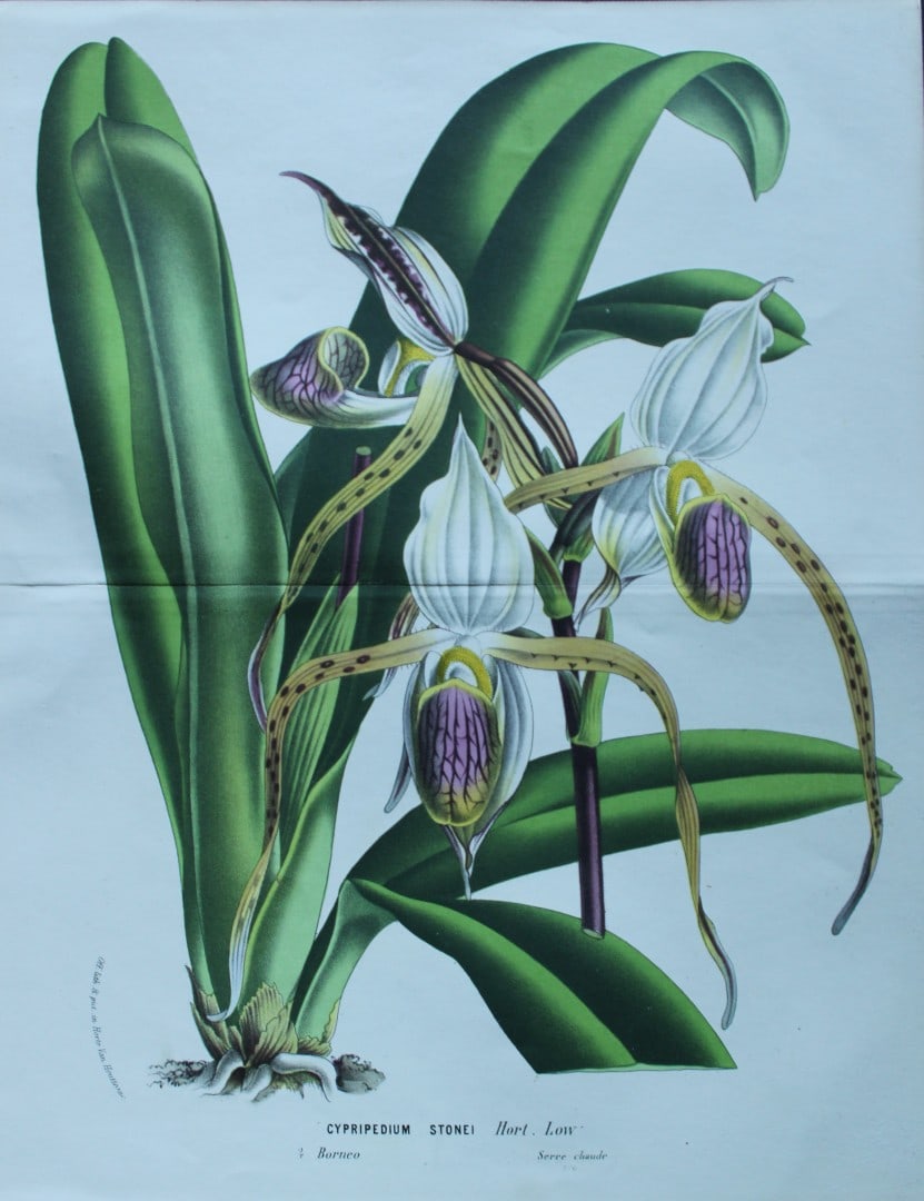 Lemaire & van Houtte - Original print from Flore des Serres 1867: This double page chromolithograph is from Flore de Serres et des Jardins de l'Europe (Flowers of the Greenhouses and Gardens of Europe) by Louis van Houtte and Charles Lemaire, 1867. These superbly il