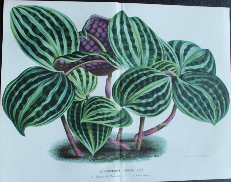Lemaire & van Houtte - Original print from Flore des Serres 1867: This double page chromolithograph is from Flore de Serres et des Jardins de l'Europe (Flowers of the Greenhouses and Gardens of Europe) by Louis van Houtte and Charles Lemaire, 1867. These superbly il