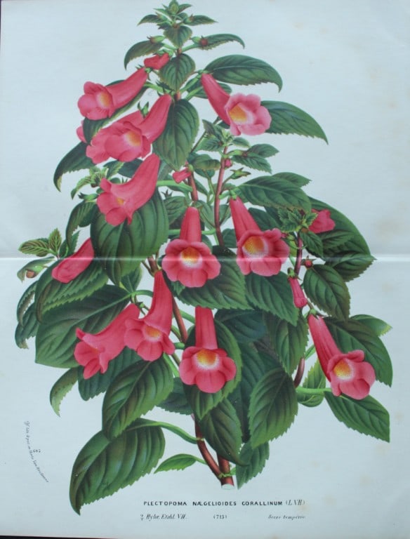 Lemaire & van Houtte - Original print from Flore des Serres 1867: This double page chromolithograph is from Flore de Serres et des Jardins de l'Europe (Flowers of the Greenhouses and Gardens of Europe) by Louis van Houtte and Charles Lemaire, 1867. These superbly il