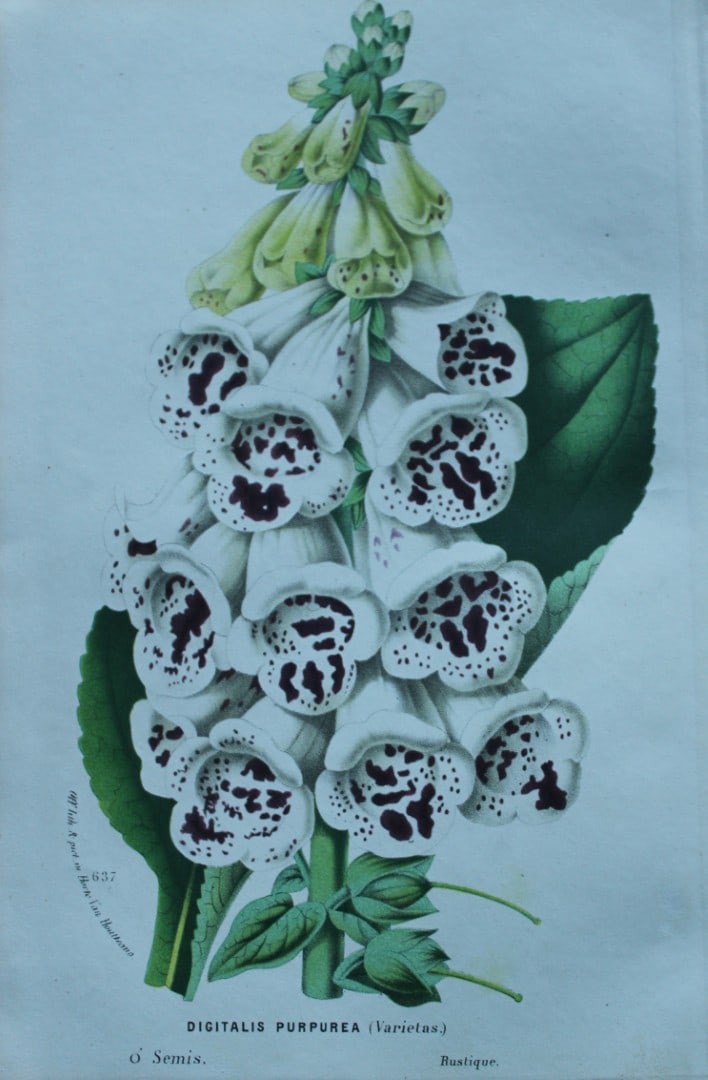 Lemaire & van Houtte - Original print from Flore des Serres 1867: This chromolithograph is from Flore de Serres et des Jardins de l'Europe (Flowers of the Greenhouses and Gardens of Europe) by Louis van Houtte and Charles Lemaire, 1867. These superbly illustrated pl