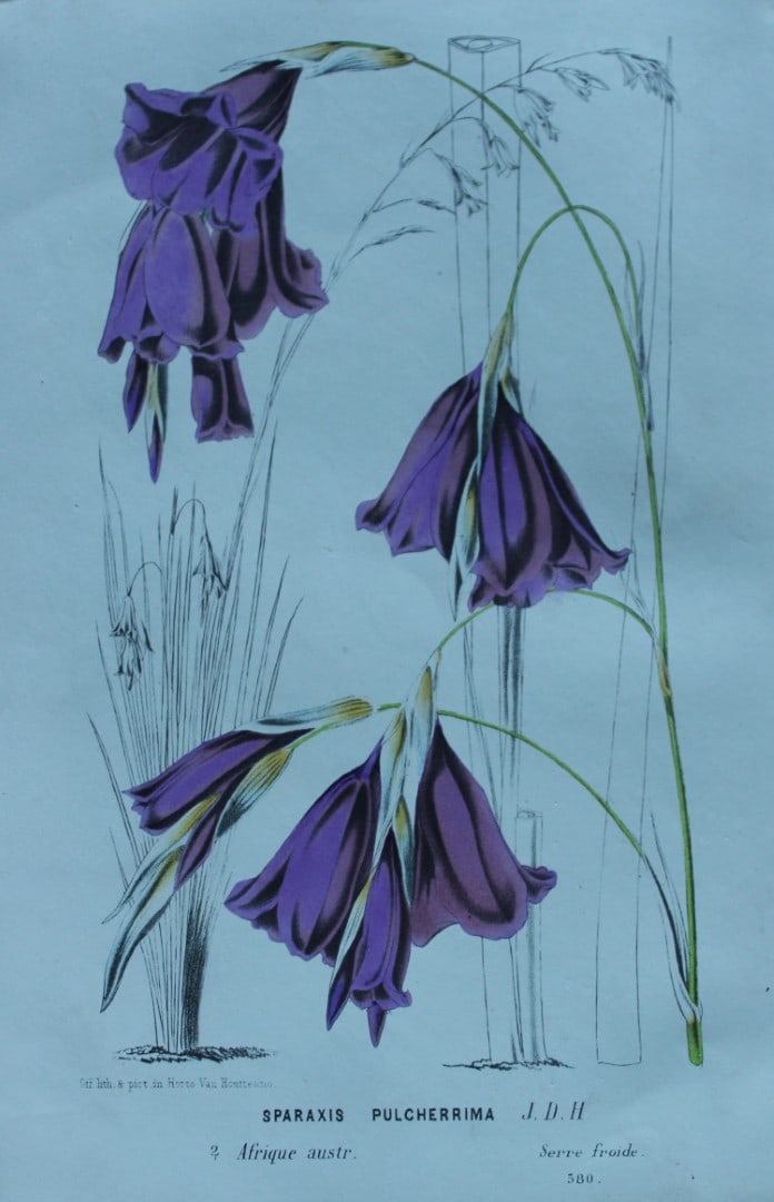 Lemaire & van Houtte - Original print from Flore des Serres 1867: This chromolithograph is from Flore de Serres et des Jardins de l'Europe (Flowers of the Greenhouses and Gardens of Europe) by Louis van Houtte and Charles Lemaire, 1867. These superbly illustrated pl