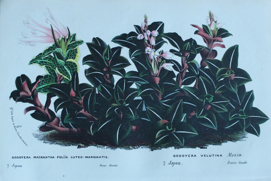 Lemaire & van Houtte - Original print from Flore des Serres 1867: This chromolithograph is from Flore de Serres et des Jardins de l'Europe (Flowers of the Greenhouses and Gardens of Europe) by Louis van Houtte and Charles Lemaire, 1867. These superbly illustrated pl